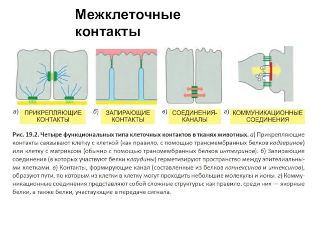 Межклеточные контакты