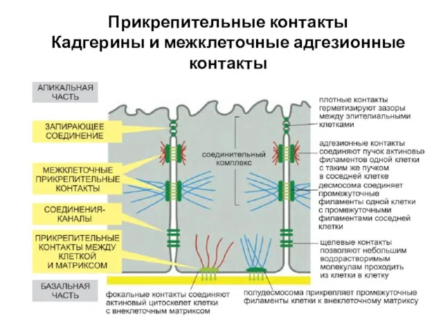 Прикрепительные контакты Кадгерины и межклеточные адгезионные контакты