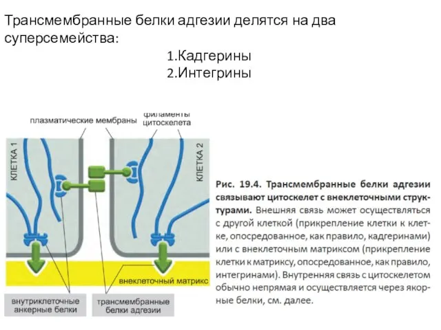 Трансмембранные белки адгезии делятся на два суперсемейства: Кадгерины Интегрины