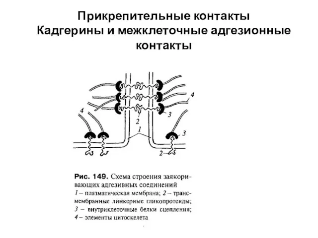 Прикрепительные контакты Кадгерины и межклеточные адгезионные контакты