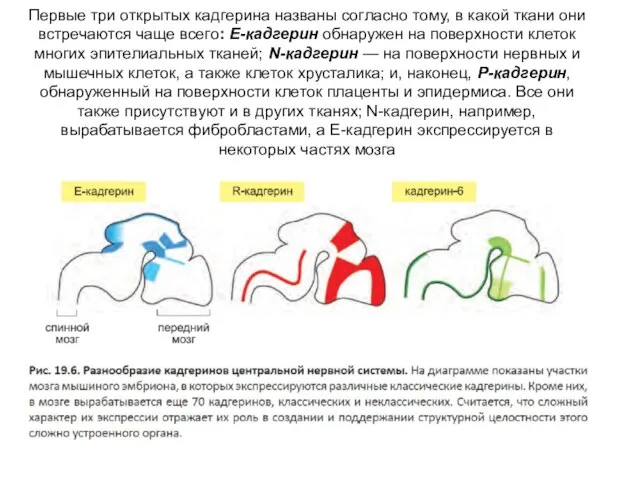 Первые три открытых кадгерина названы согласно тому, в какой ткани они