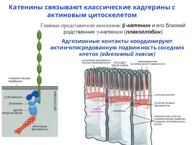 Катенины связывают классические кадгерины с актиновым цитоскелетом Главные представители катенинов: β-катенин