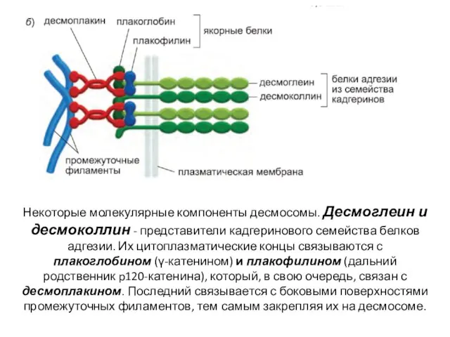 Некоторые молекулярные компоненты десмосомы. Десмоглеин и десмоколлин - представители кадгеринового семейства