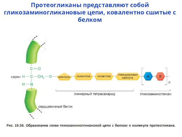 Протеогликаны представляют собой гликозаминогликановые цепи, ковалентно сшитые с белком