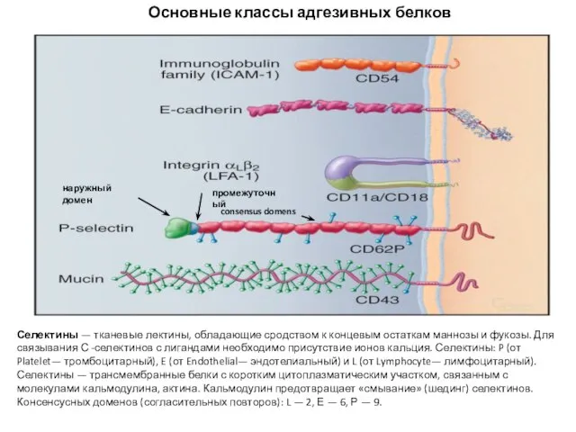 Селектины — тканевые лектины, обладающие сродством к концевым остаткам маннозы и