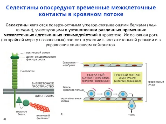 Селектины опосредуют временные межклеточные контакты в кровяном потоке Селектины являются поверхностными