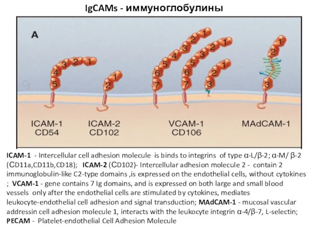 IgCAMs - иммуноглобулины ICAM-1 - Intercellular cell adhesion molecule is binds