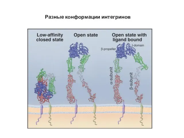 Разные конформации интегринов