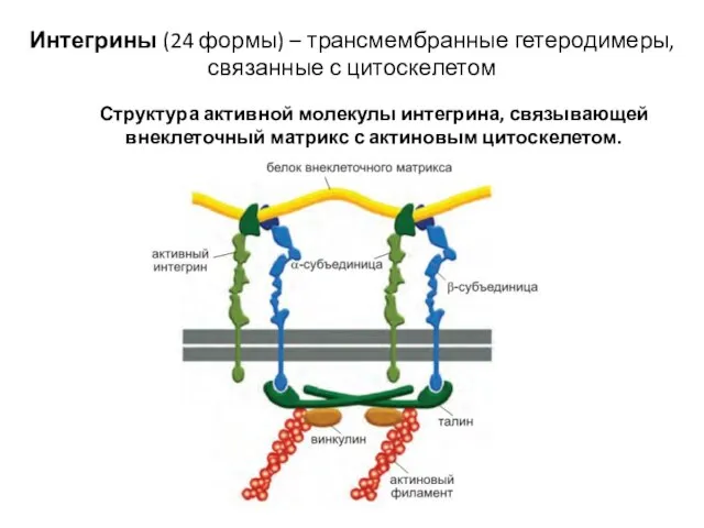 Структура активной молекулы интегрина, связывающей внеклеточный матрикс с актиновым цитоскелетом. Интегрины