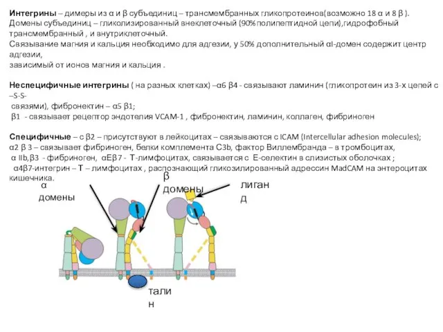Интегрины – димеры из α и β субъединиц – трансмембранных гликопротеинов(возможно