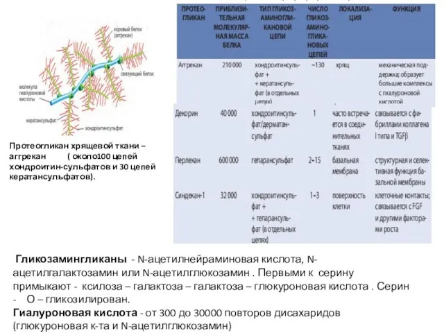 Протеогликан хрящевой ткани – аггрекан ( около100 цепей хондроитин-сульфатов и 30