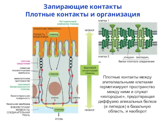 Запирающие контакты Плотные контакты и организация эпителия Плотные контакты между эпителиальными