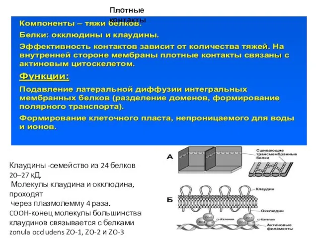 Плотные контакты Клаудины -семейство из 24 белков 20–27 кД. Молекулы клаудина