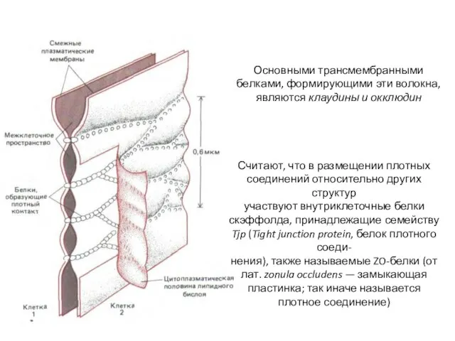 Считают, что в размещении плотных соединений относительно других структур участвуют внутриклеточные