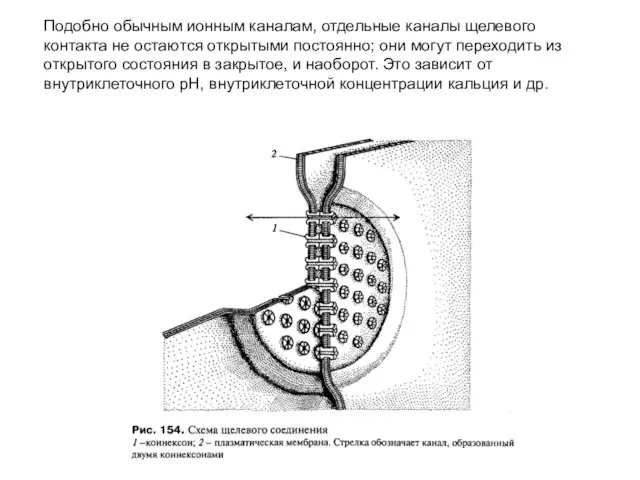 Подобно обычным ионным каналам, отдельные каналы щелевого контакта не остаются открытыми