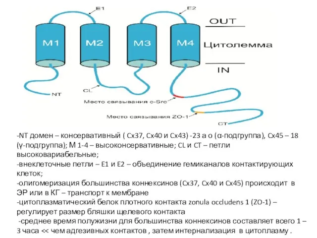 -NT домен – консервативный ( Cx37, Cx40 и Cx43) -23 а