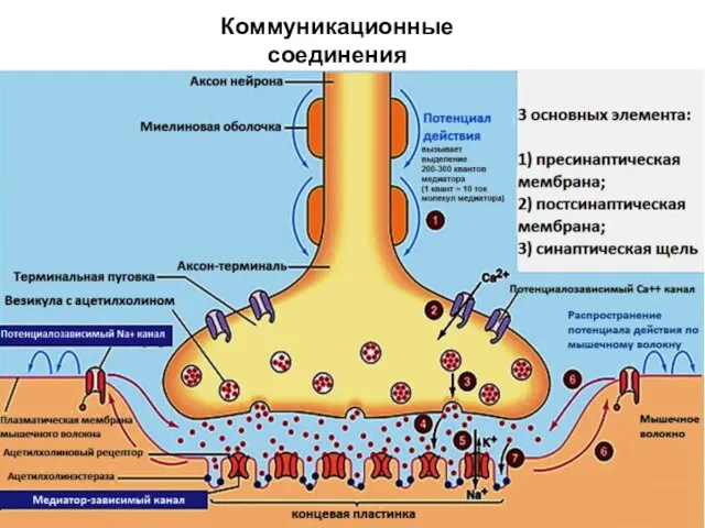 Коммуникационные соединения Химический синапс