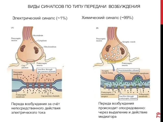 ВИДЫ СИНАПСОВ ПО ТИПУ ПЕРЕДАЧИ ВОЗБУЖДЕНИЯ Электрический синапс (~1%) Химический синапс