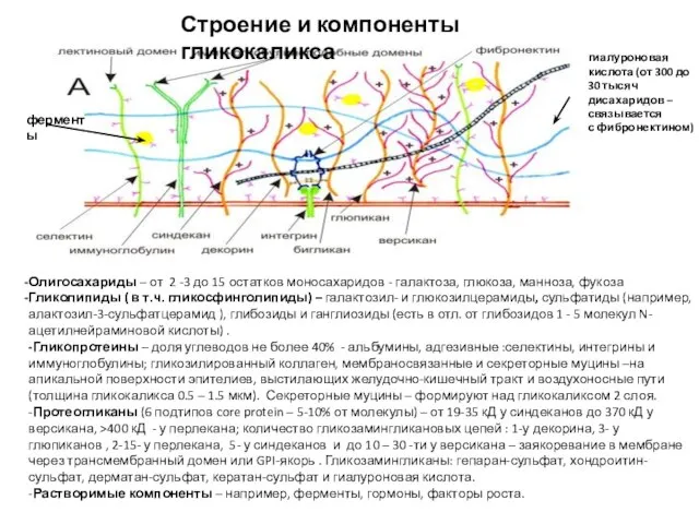 Строение и компоненты гликокаликса Олигосахариды – от 2 -3 до 15