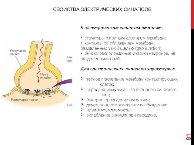 СВОЙСТВА ЭЛЕКТРИЧЕСКИХ СИНАПСОВ