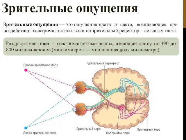 Зрительные ощущения Зрительные ощущения — это ощущения цвета и света, возникающее