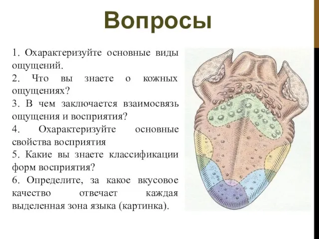 Вопросы . 1. Охарактеризуйте основные виды ощущений. 2. Что вы знаете