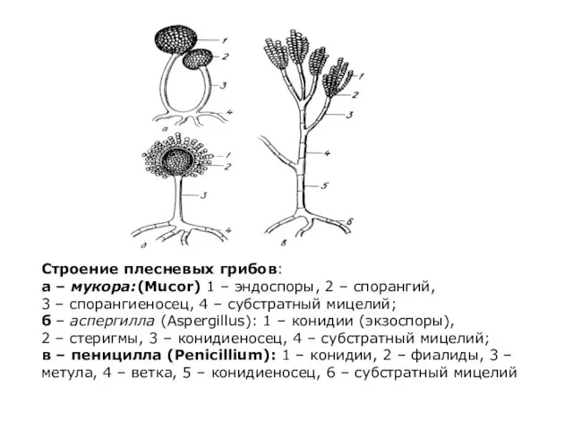 Строение плесневых грибов: а – мукора:(Mucor) 1 – эндоспоры, 2 –