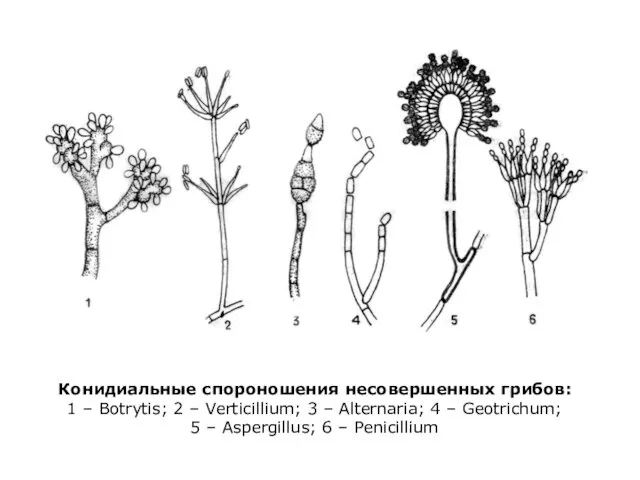 Конидиальные спороношения несовершенных грибов: 1 – Botrytis; 2 – Verticillium; 3
