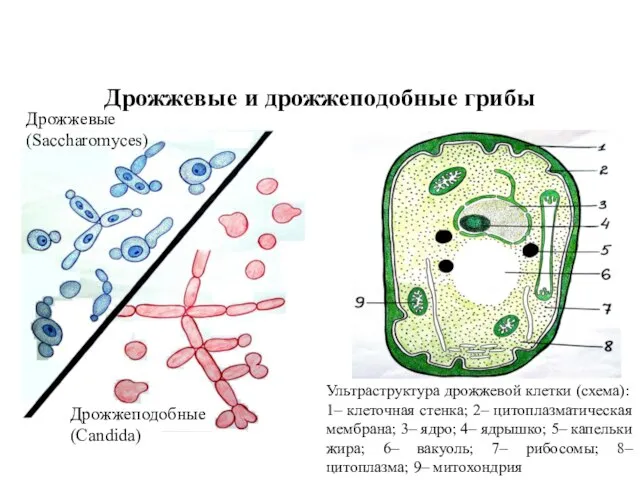 Дрожжевые и дрожжеподобные грибы Дрожжевые (Saccharomyces) Дрожжеподобные (Candida) Ультраструктура дрожжевой клетки