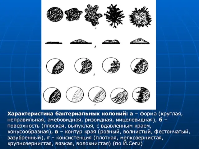 Характеристика бактериальных колоний: а – форма (круглая, неправильная, амебовидная, ризоидная, мицелевидная),