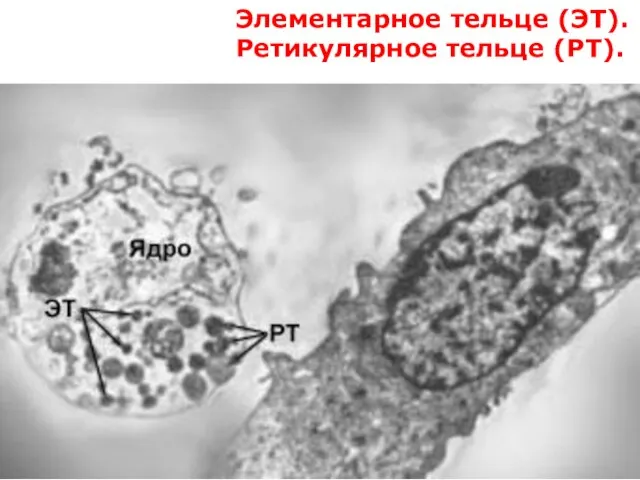 Элементарное тельце (ЭТ). Ретикулярное тельце (РТ).