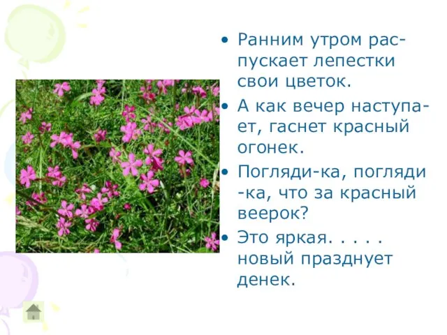 Ранним утром рас-пускает лепестки свои цветок. А как вечер наступа-ет, гаснет