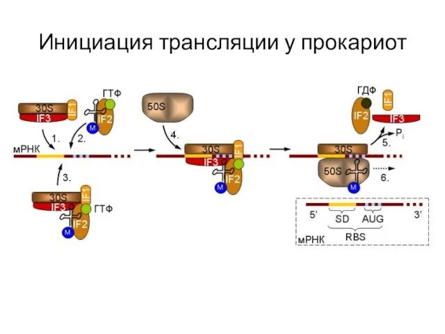 Инициация трансляции у прокариот