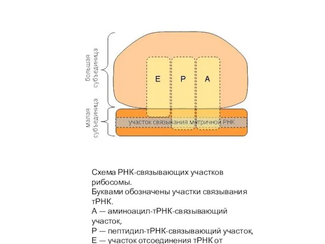 Схема РНК-связывающих участков рибосомы. Буквами обозначены участки связывания тРНК. А —