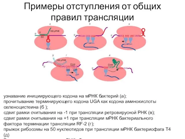 Примеры отступления от общих правил трансляции узнавание инициирующего кодона на мРНК
