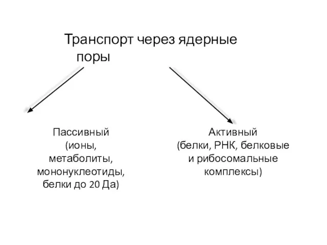 Транспорт через ядерные поры Пассивный (ионы, метаболиты, мононуклеотиды, белки до 20