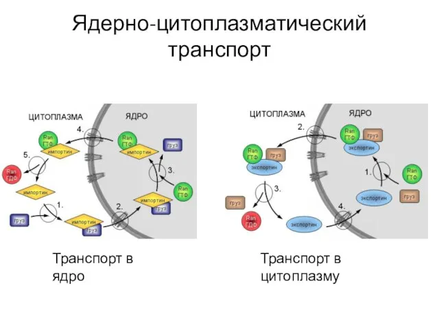 Ядерно-цитоплазматический транспорт Транспорт в ядро Транспорт в цитоплазму