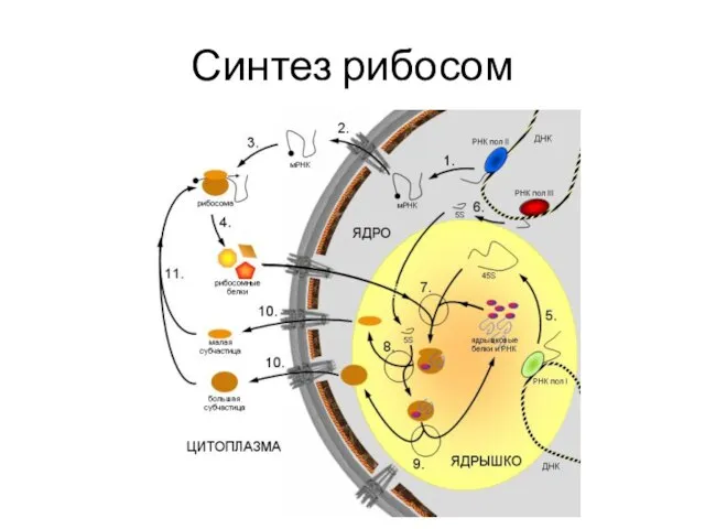 Синтез рибосом