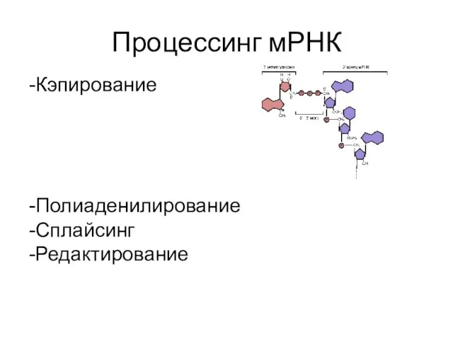 Процессинг мРНК Кэпирование Полиаденилирование Сплайсинг Редактирование