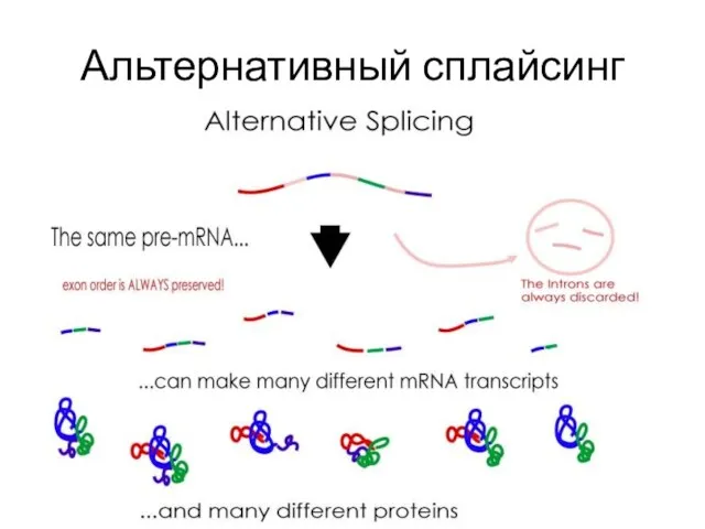 Альтернативный сплайсинг