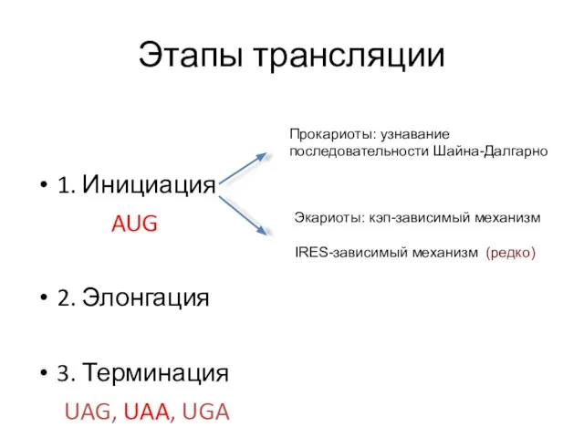 Этапы трансляции 1. Инициация AUG 2. Элонгация 3. Терминация UAG, UAA,