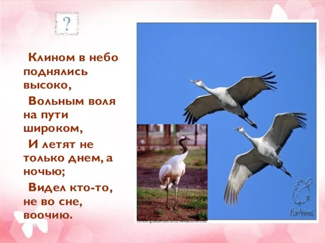 Клином в небо поднялись высоко, Вольным воля на пути широком, И