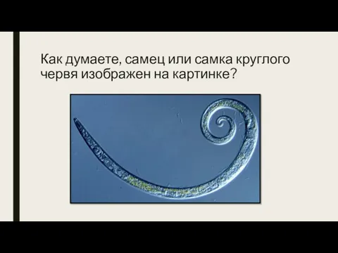 Как думаете, самец или самка круглого червя изображен на картинке?