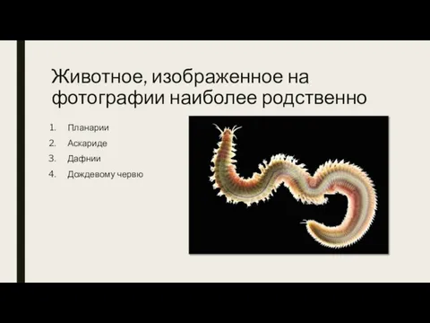 Животное, изображенное на фотографии наиболее родственно Планарии Аскариде Дафнии Дождевому червю
