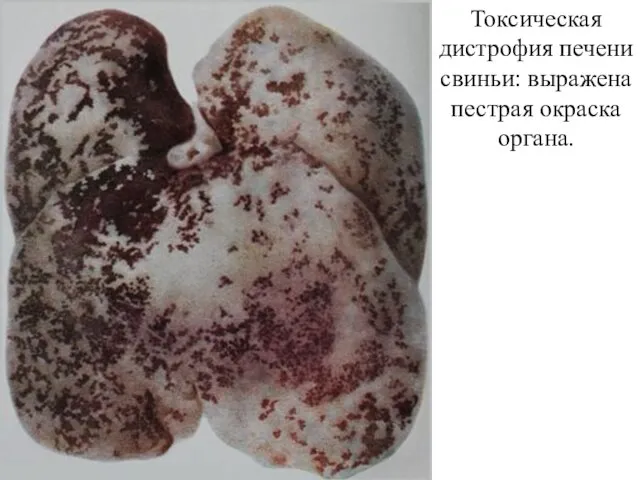Токсическая дистрофия печени свиньи: выражена пестрая окраска органа.