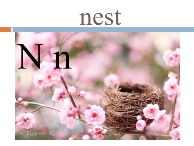 nest N n