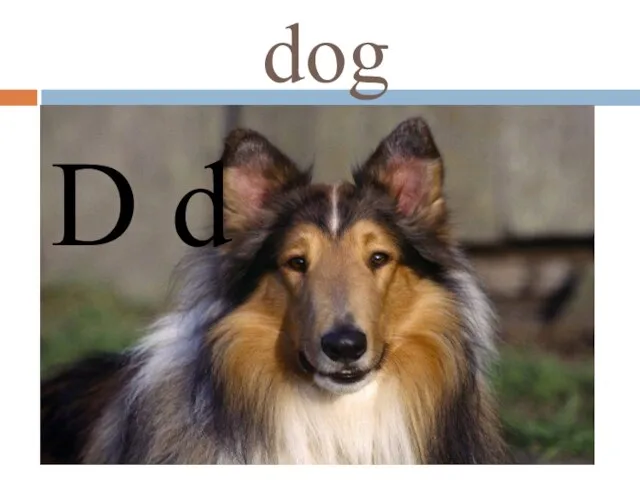 dog D d