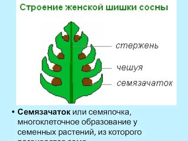 Семязачаток или семяпочка, многоклеточное образование у семенных растений, из которого развивается семя.