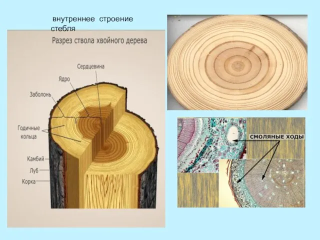 внутреннее строение стебля