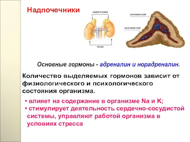 влияет на содержание в организме Na и K; стимулирует деятельность сердечно-сосудистой